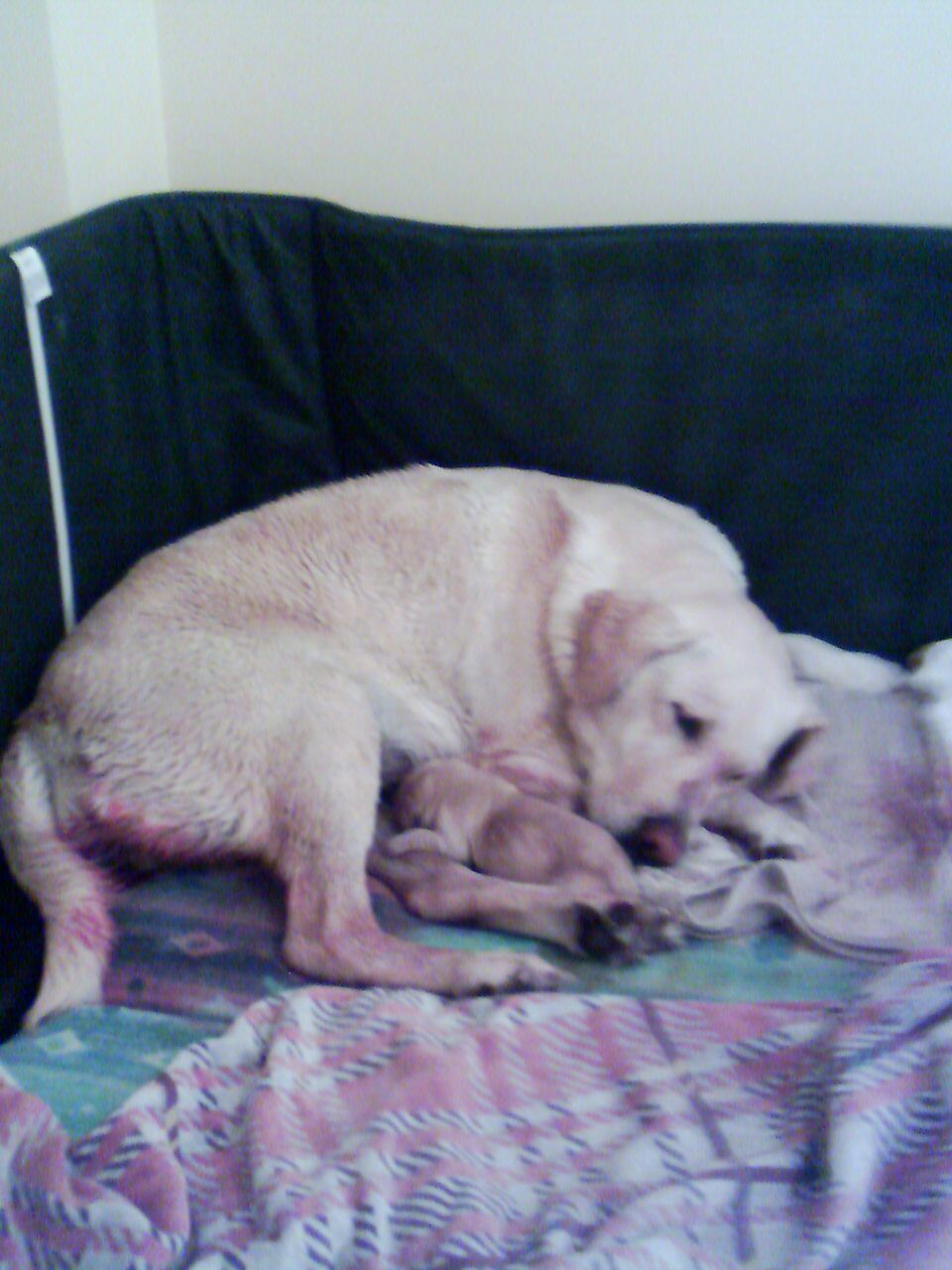Cachorro descansando junto a su madre