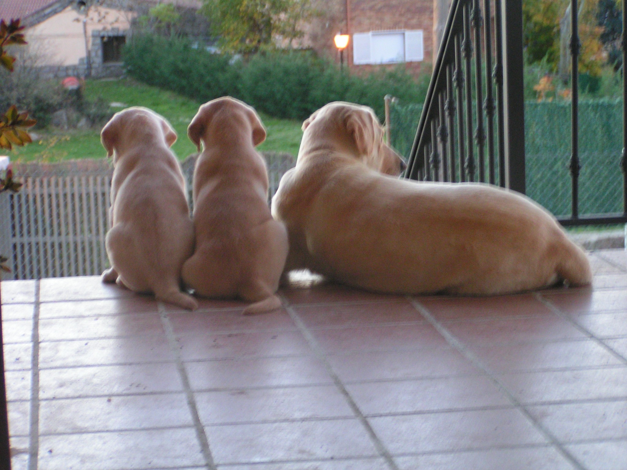 Pancho y Jana mirando juntos desde la terraza