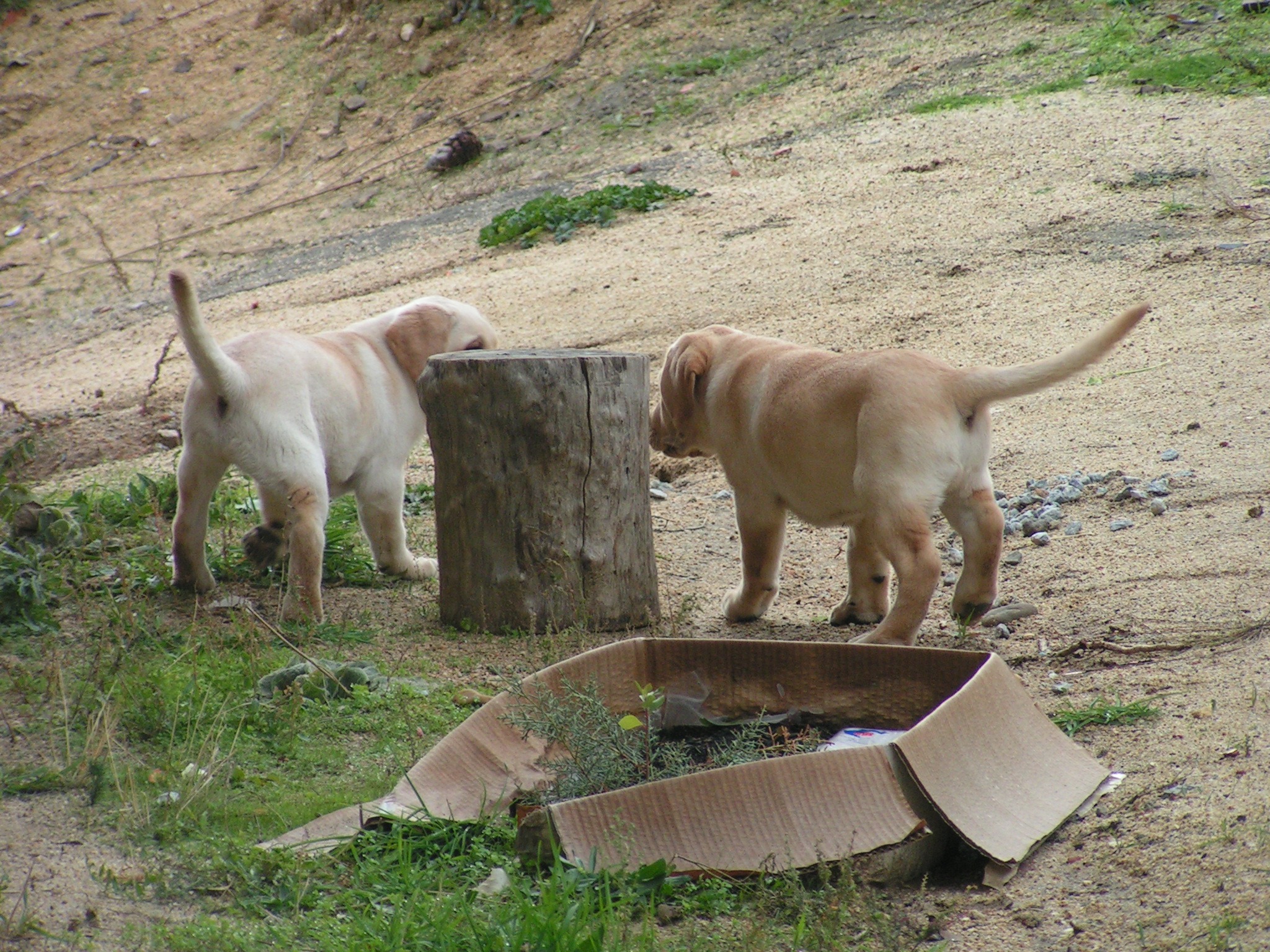 Dos cachorros explorando el jardín